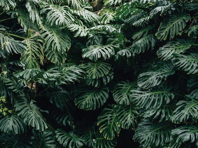 Wellness gardens